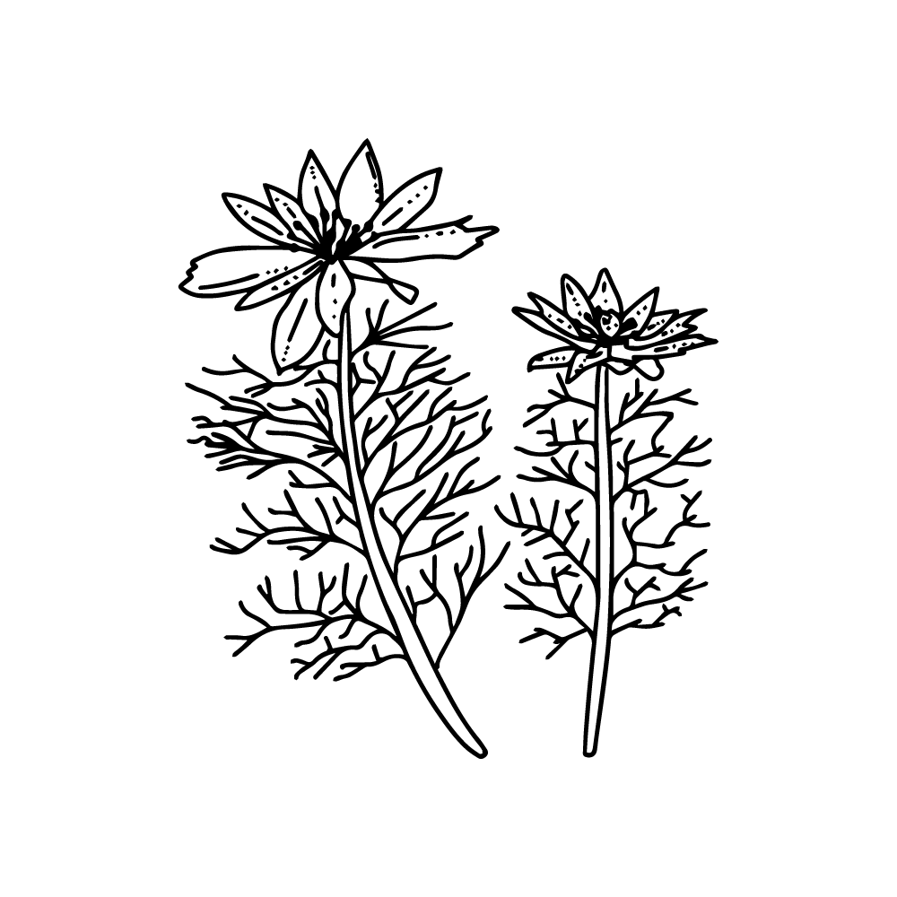 Adonis vernalis herb vector in PNG and SVG spring adonis perennial adonis yellow pheasants-eye transparent no background
