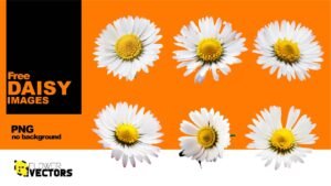 Daisy (Bellis perennis) flower in PNG images catalog no background transparent