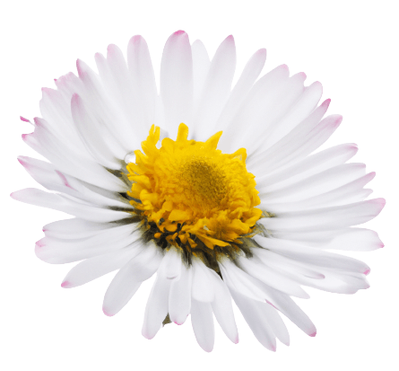 Aesthetic daisy flower in PNG transparent no background