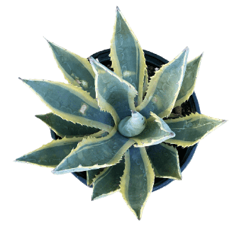 Agave americana PNG transparent no background