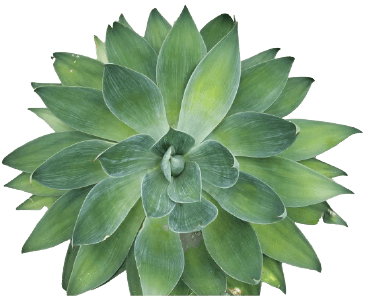 Agave attenuata PNG transparent