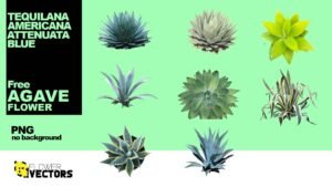 Agave PNG, blue, tequilana, americana, attenuata flower