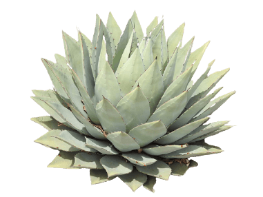 Agave tequilana PNG transparent