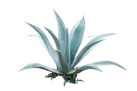 Agave tequilana simple PNG no background