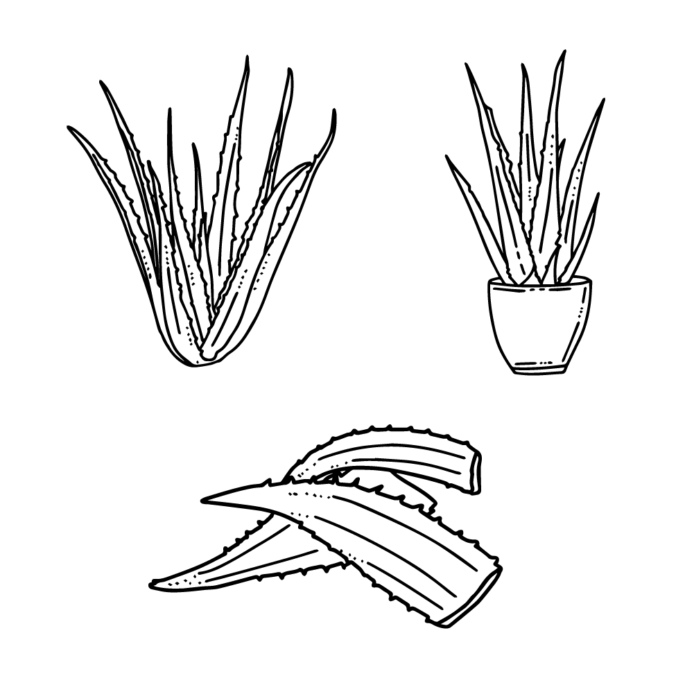 Aloe vera vector clipart PNG and SVG no background transparent