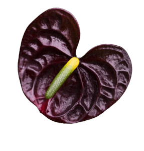 Anthurium black png flower