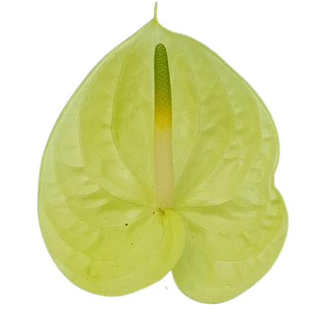 Anthurium light green png