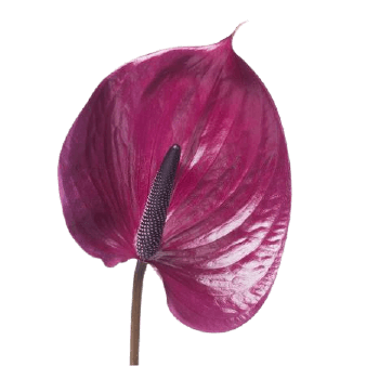 Anthurium png flower free