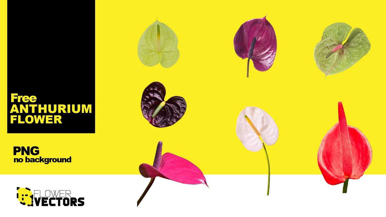 Anthurium png flower set to download