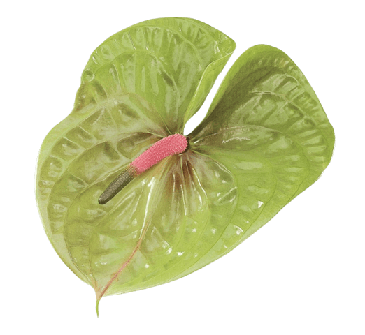 Anthurium green png