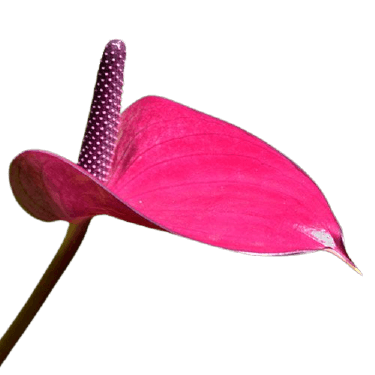 Anthurium purple png