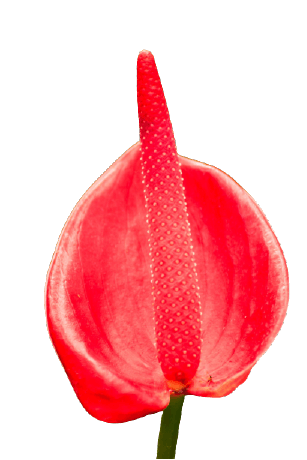 Red anthurium flower png