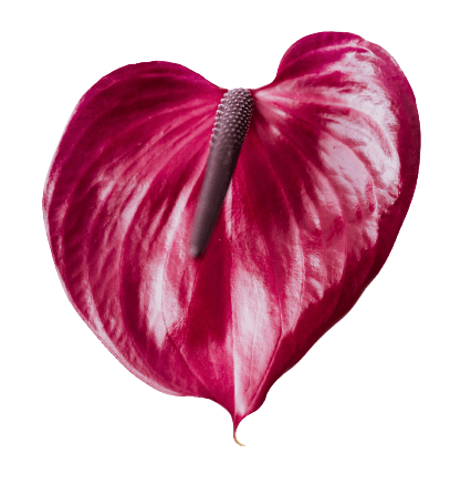 Anthurium red png flower