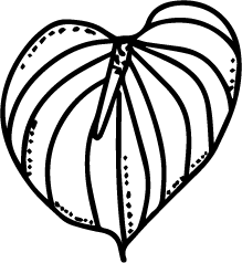 Anthurium vector line art in PNG
