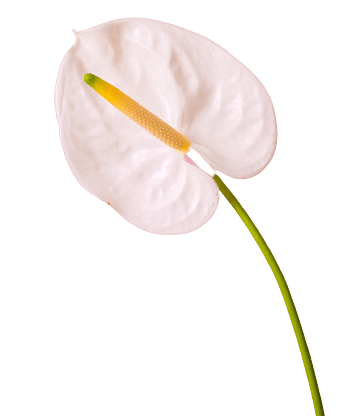Anthurium white flower png 