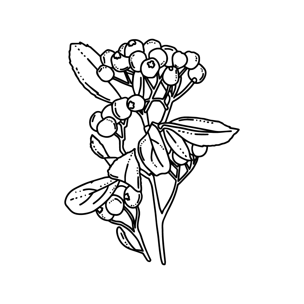 Aronia Melanocarpa Black chokeberry herb vector in PNG and SVG transparent no background outline black and white