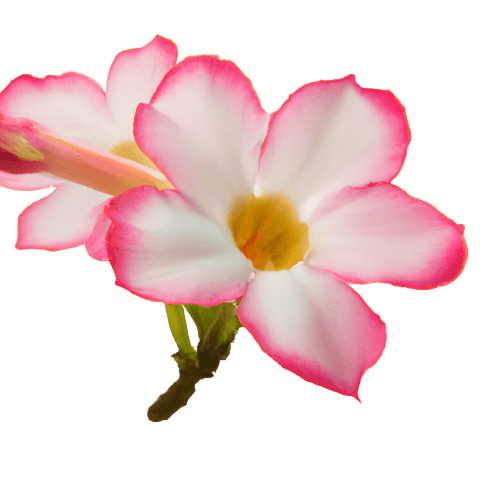 Azalea double flower in PNG transparent