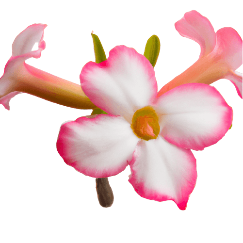 Azalea mix color flower in PNG transparent