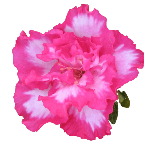 Azalea PNG double pink