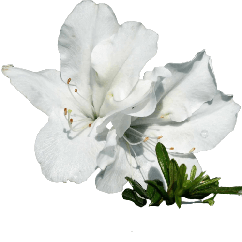 Azalea PNG white flower