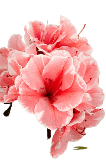 Azalea flower in PNG transparent