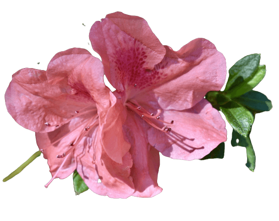 Azalea flower no background PNG