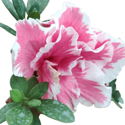 Pink azalea flower transparent PNG file