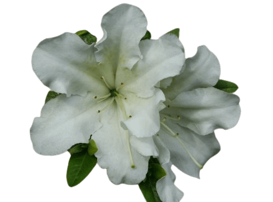 Azalea white PNG flower