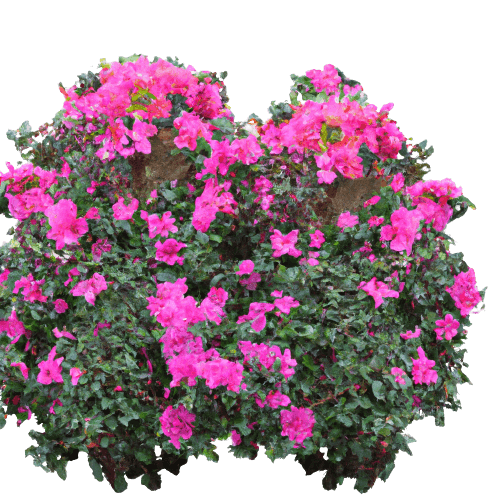 Azalea shrub in PNG no background