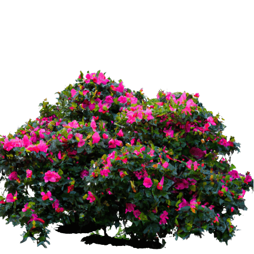 Azalea shrub in PNG transparent