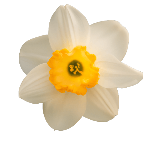 Beautiful daffodil in PNG transparent