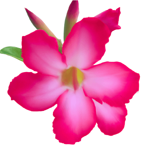 Beautiful pink azalea flower in PNG no background