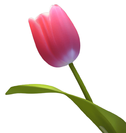 Beautiful pink tulip in PNG flower no background