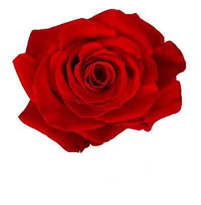 Beautiful red rose no background