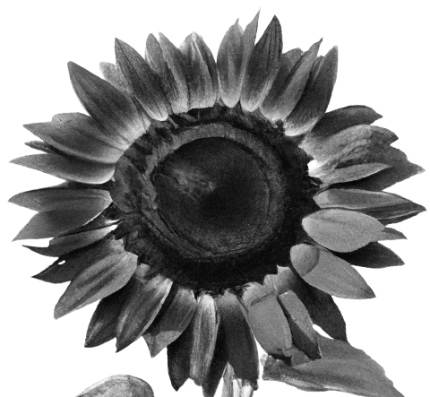 Beautiful sunflower in black in PNG image transparent no background