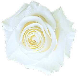 Beautiful white rose PNG flower transparent