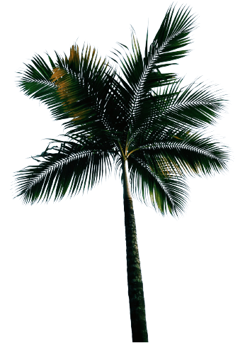Beautiful palm tree png