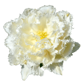 Beautiful white tulip in PNG