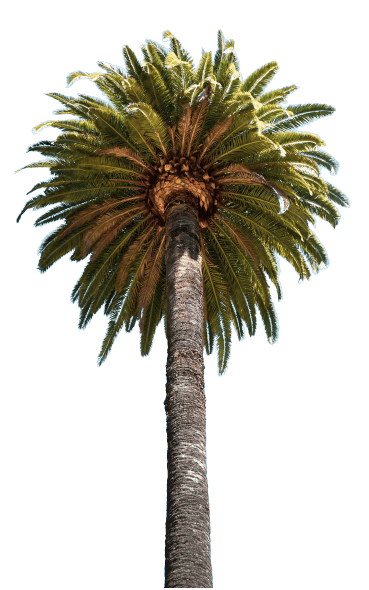 Big palm tree strong png