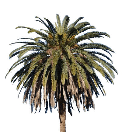 Big palm tree in png file