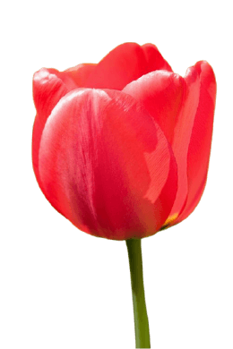 Big red tulip PNG no background