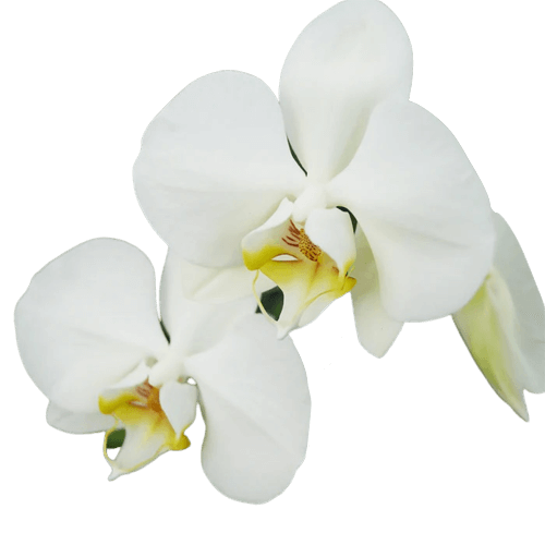 big white orchid png transparent