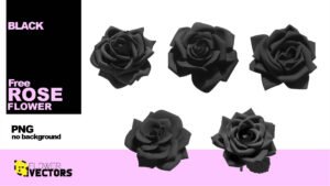 Black rose flower image in PNG transparent no background