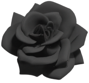 Black rose flower images in PNG, transparent, no background.