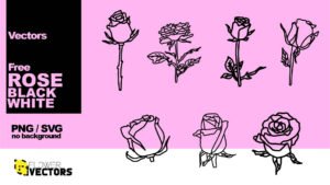 Black white rose vector and clip art set no background transparent PNG and SVG