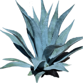 Blue agave PNG flower transparent