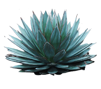 Blue agave nice flower PNG transparent