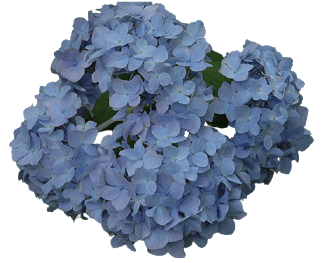 Blue dark hydrangea PNG transparent