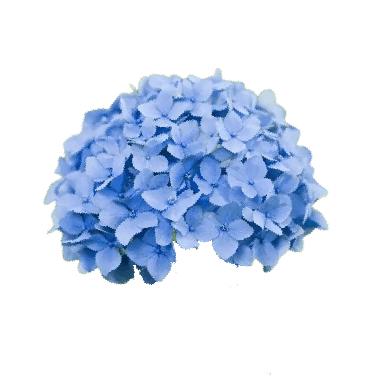 Blue hydrangea flower PNG transparent