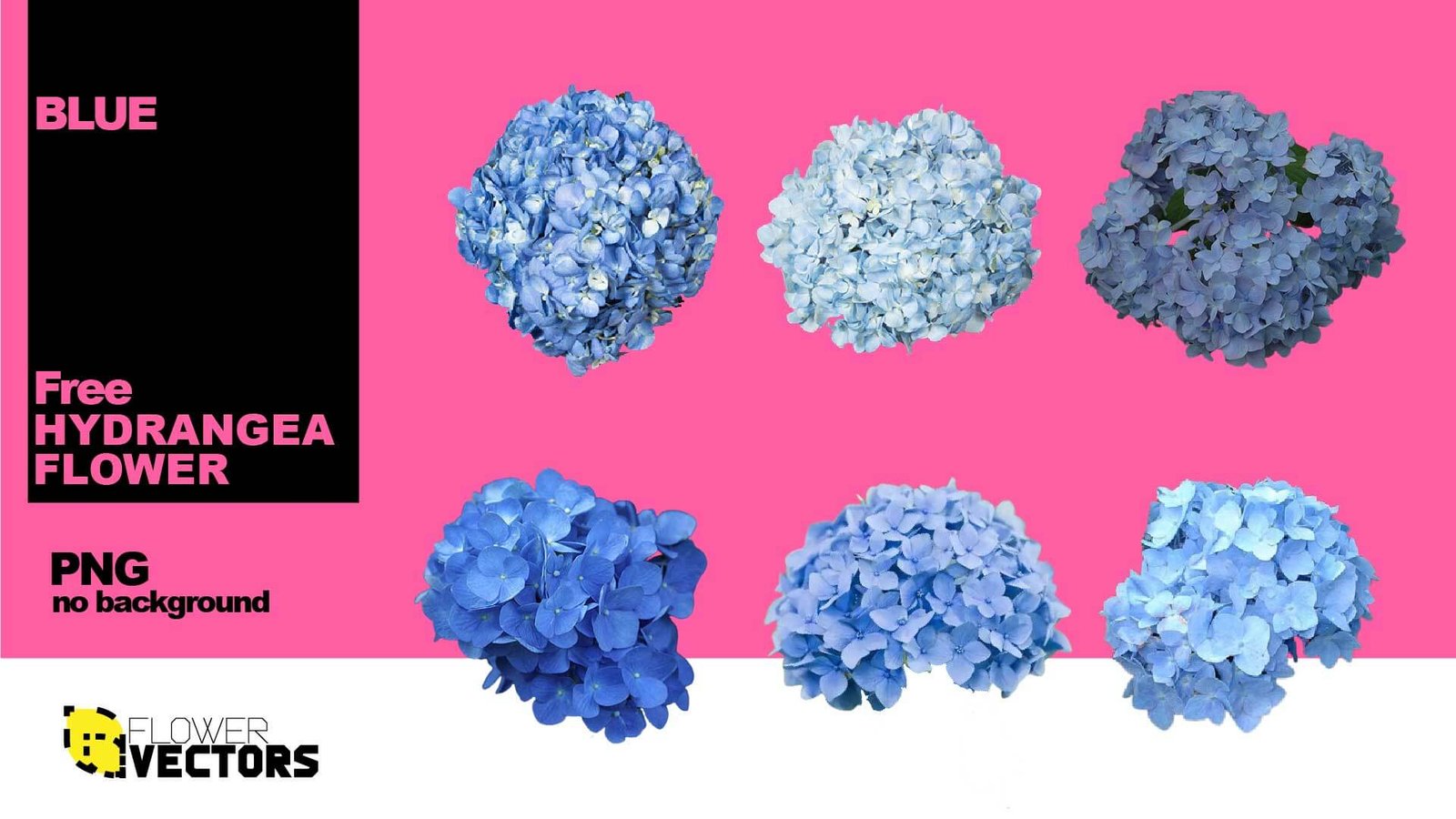 Blue hydrangea PNG flower image transparent